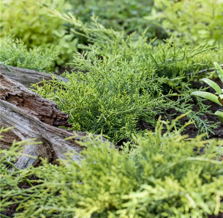 Chinesischer Wacholder 'Old Gold'