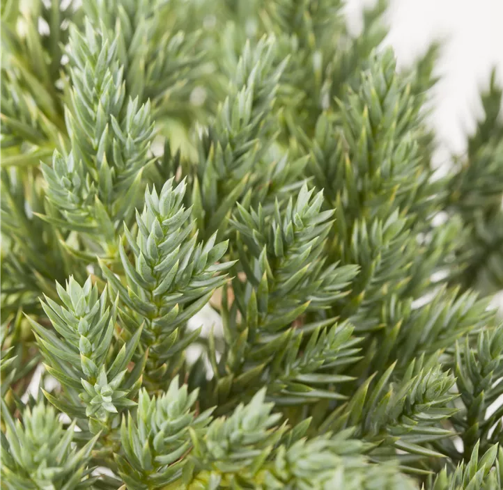 Blauer Zwerg-Wacholder 'Blue Star'