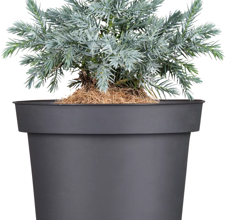 Blauer Zwerg-Wacholder 'Blue Star'