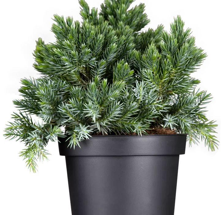 Blauer Zwerg-Wacholder 'Blue Star'