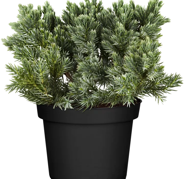 Blauer Zwerg-Wacholder 'Blue Star'