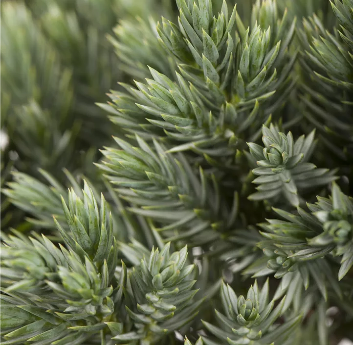 Blauer Zwerg-Wacholder 'Blue Star'