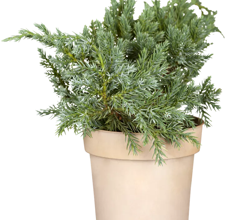 Blauer Zwerg-Wacholder 'Blue Star'