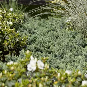 Juniperus squamata 'Blue Star'