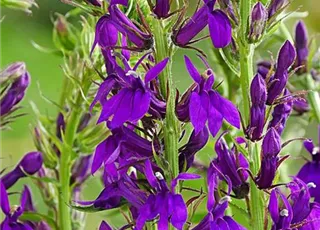 Lobelia 1.jpg