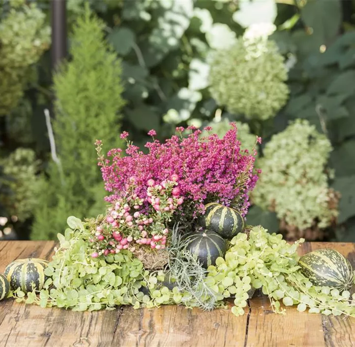 Glockenheide 'Beauty Queens'®