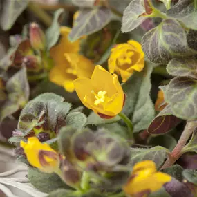 Lysimachia nummularia