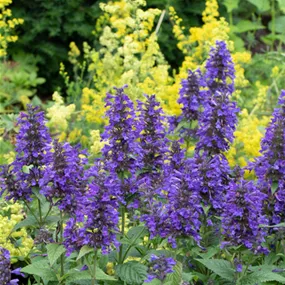 Nepeta hybride Neptune