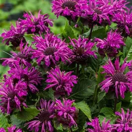 Monarda hybrida Bee Pure