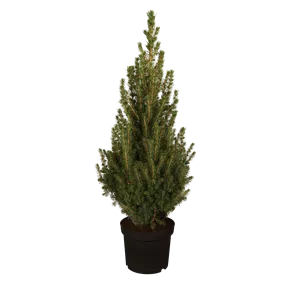 Picea glauca Perfecta