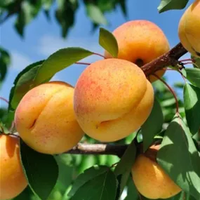 Prunus armeniaca Kuresia