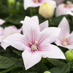 Platycodon grandiflorus Codo Rose