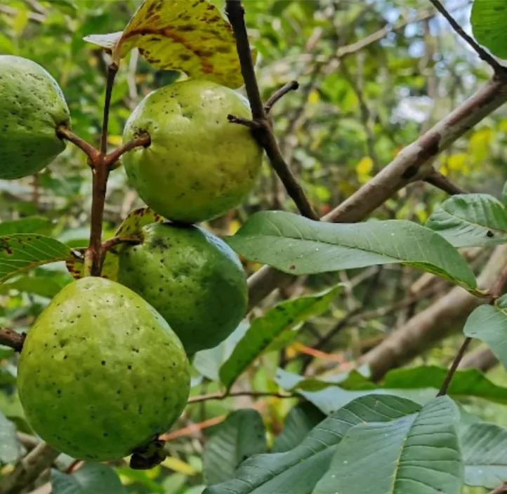 echte Guave