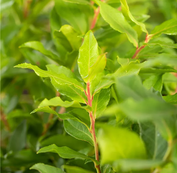 Heidelbeere 'Lucky Berry'®
