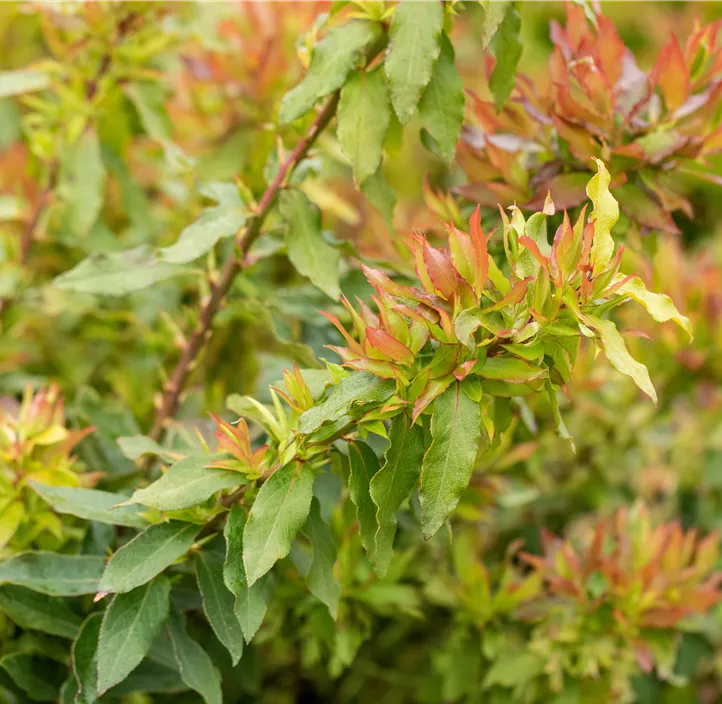 Heidelbeere 'Lucky Berry'®