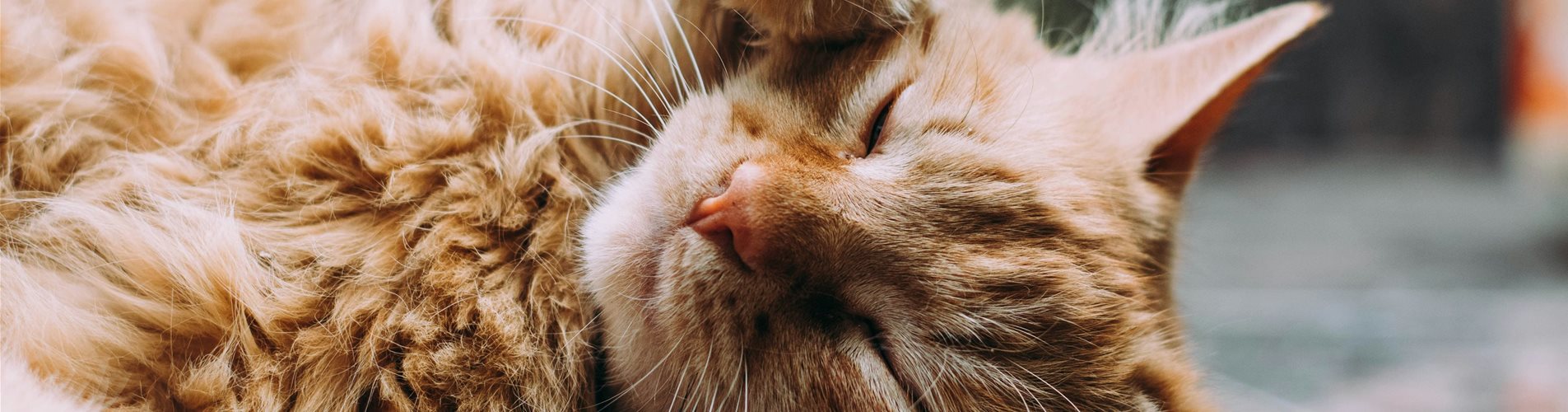 ludemeula-fernandes-9UUoGaaHtNE-unsplash-0-344-5518-3103