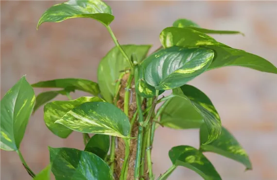 Nahaufnahme einer Efeutute