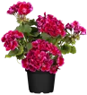 Pelargonien