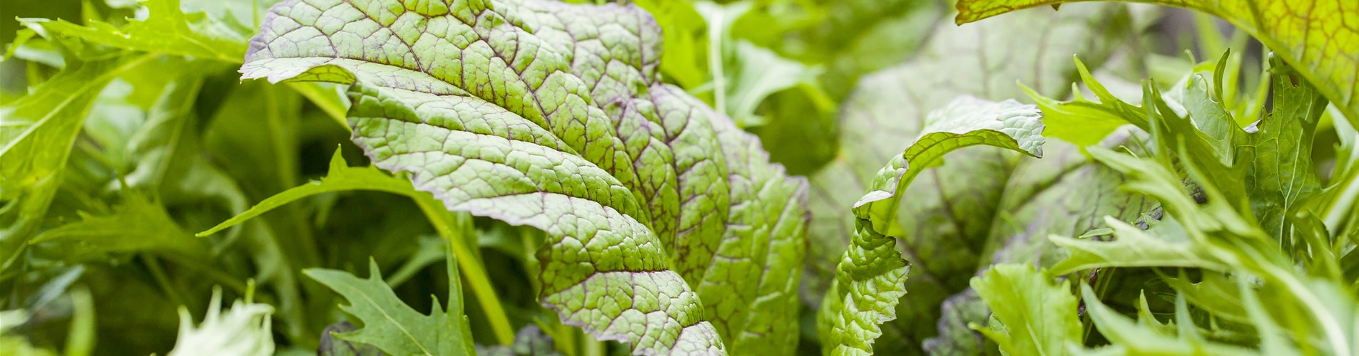Blattgemüse Blattgemüse