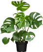 Monstera