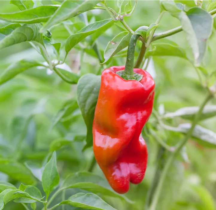 Chili 'Habanero Tropical Red'