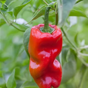 Capsicum chinense Habanero Rot