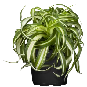 Chlorophytum Green Bonnie