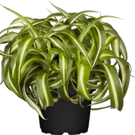 Chlorophytum comosum Bonnie Ampel