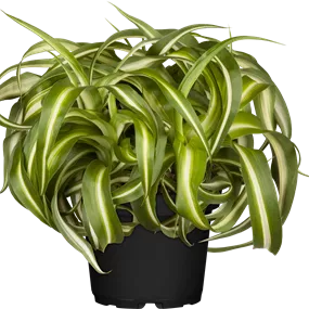 Chlorophytum comosum Bonnie Ampel