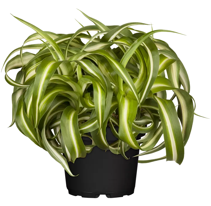 Grünlilie 'Green Bonnie'