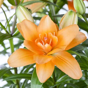 Lilium
