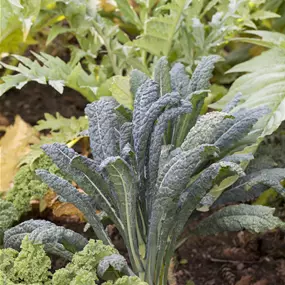 Brassica oleracea var. palmifolia