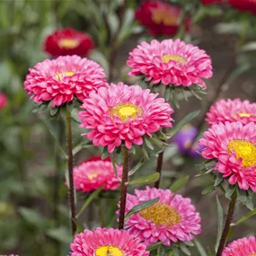 Callistephus chinensis