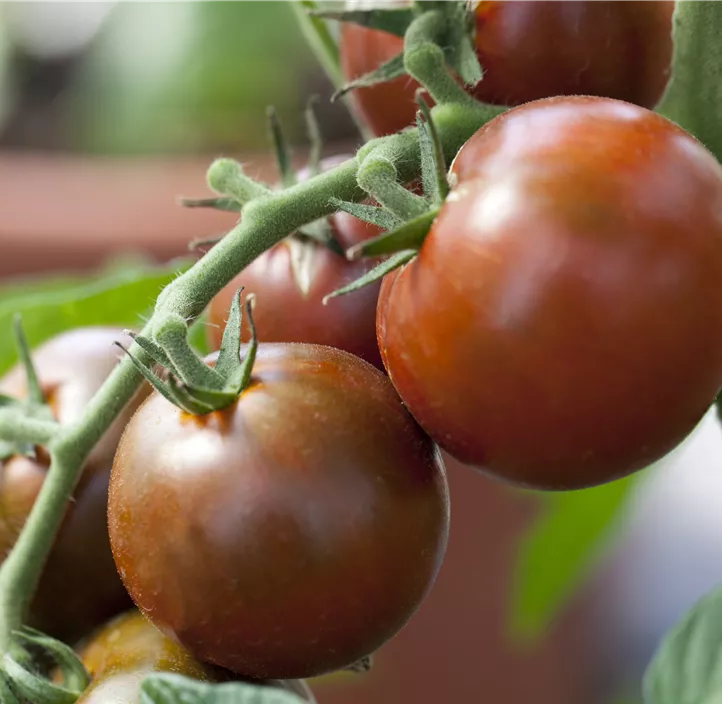 Cocktailtomate 'Bombonera'