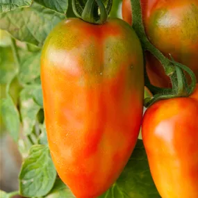 Lycopersicon San Marzano Oskar