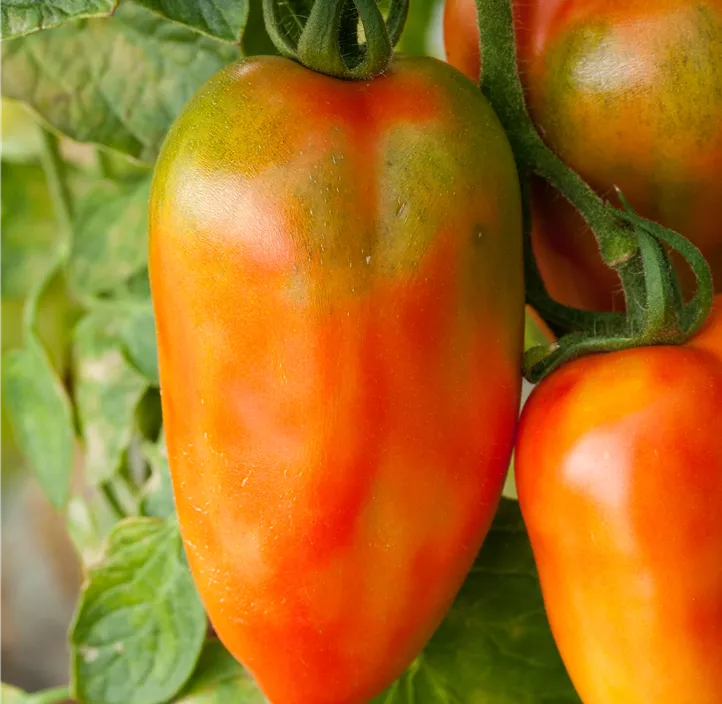 Tomate 'San Marzano Oskar'