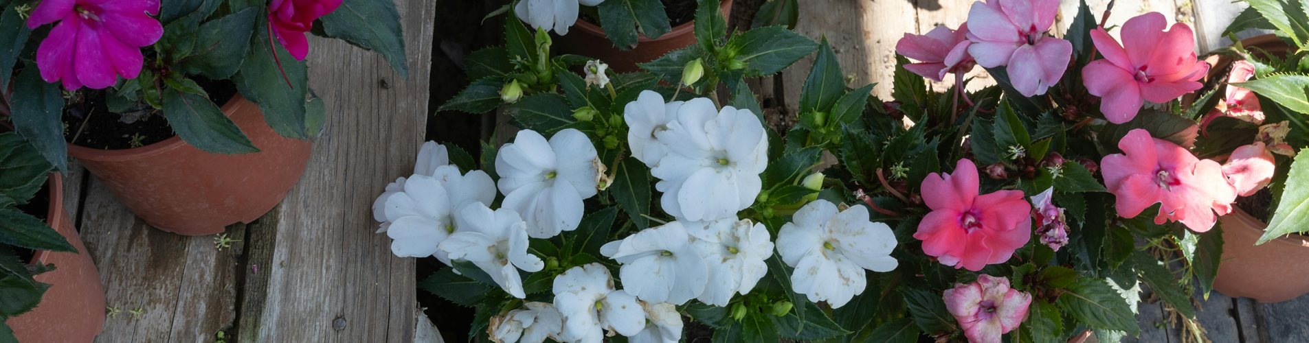 pexels-izafi-23228994-0-0-7728-4347 pexels-izafi-23228994-0-0-7728-4347