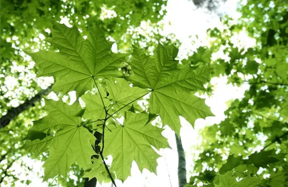 Buchshecke mit Weg csm_iStock_000008183430Small_40f8ac99ed.jpg