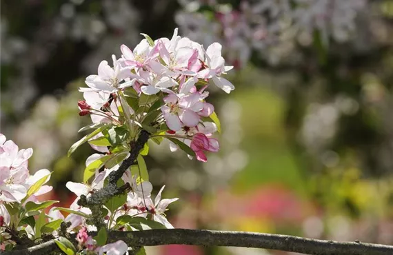 Hainbuchenhecke csm_iStock_000016392040Large_05c90031ef.jpg