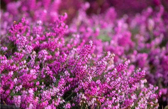 Hainbuchenhecke Erica carnea 'Rosalie'