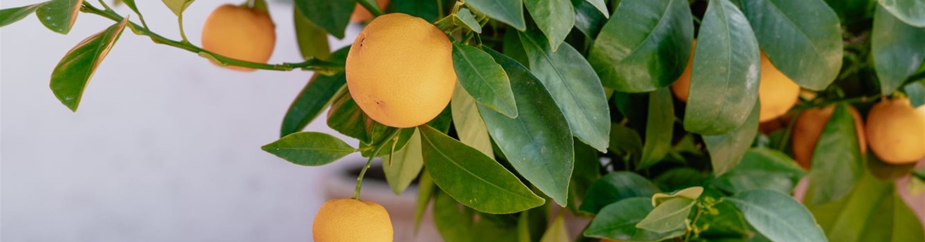 Calamondin im Kübel Calamondin im Kübel