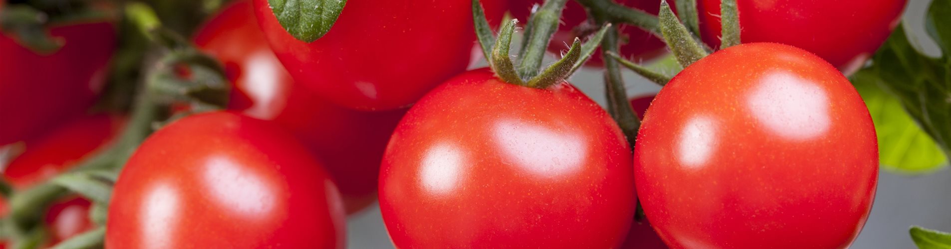 Solanum lycopersicum var. cerasiforme 'Pick a Tom'® Solanum lycopersicum var. cerasiforme 'Pick a Tom'®