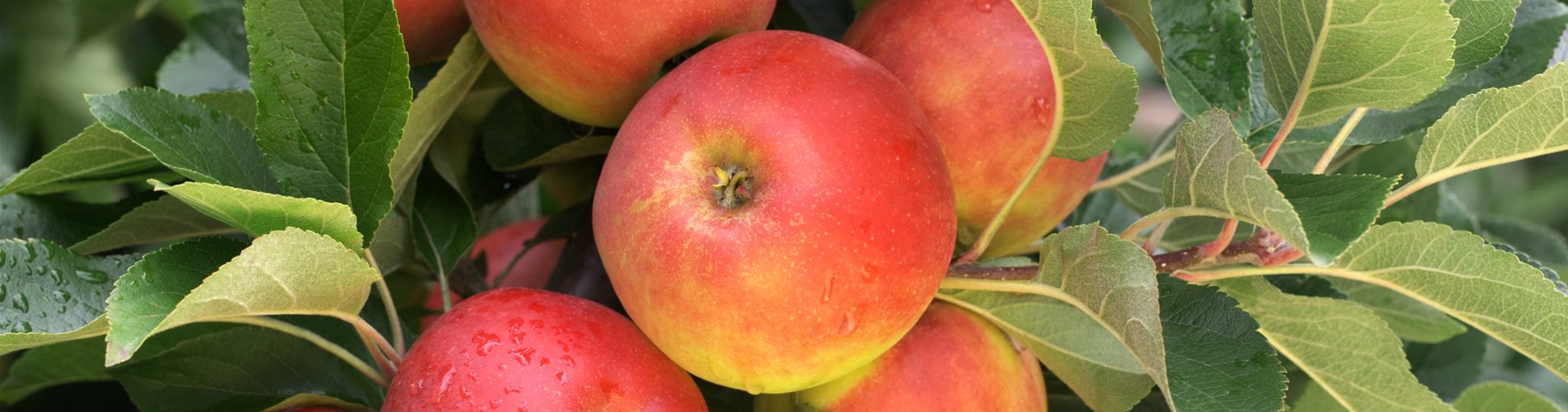 Malus domestica 'Elstar' Malus domestica 'Elstar'