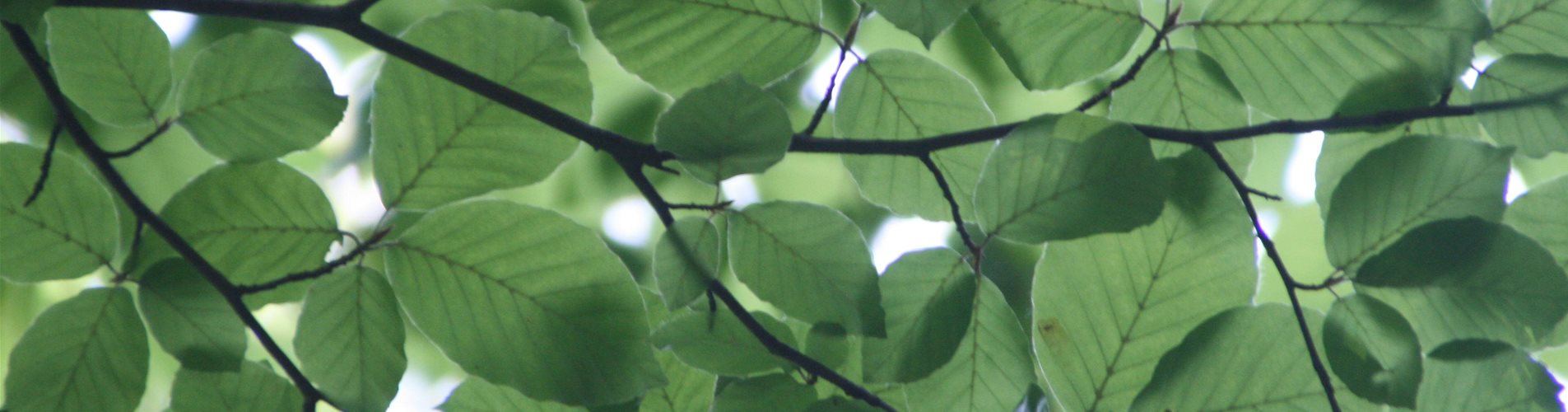 pexels-heinrich-72509 pexels-heinrich-72509