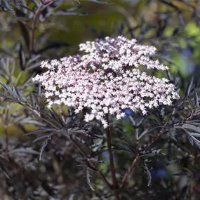 Sambucus nigra Black Lace