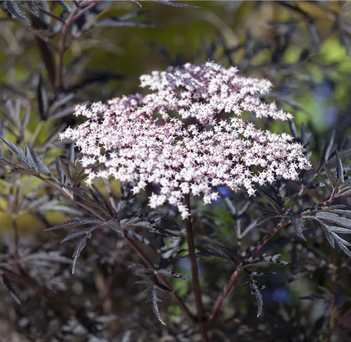 Schwarzer Holunder 'Black Lace'(s), 2 Liter Topf