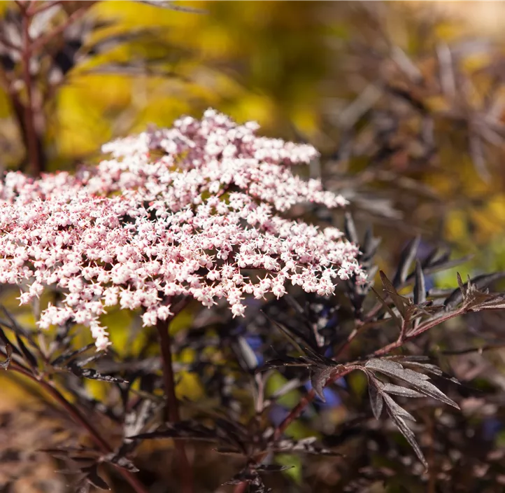 Schwarzer Holunder 'Black Lace'(s), 2 Liter Topf