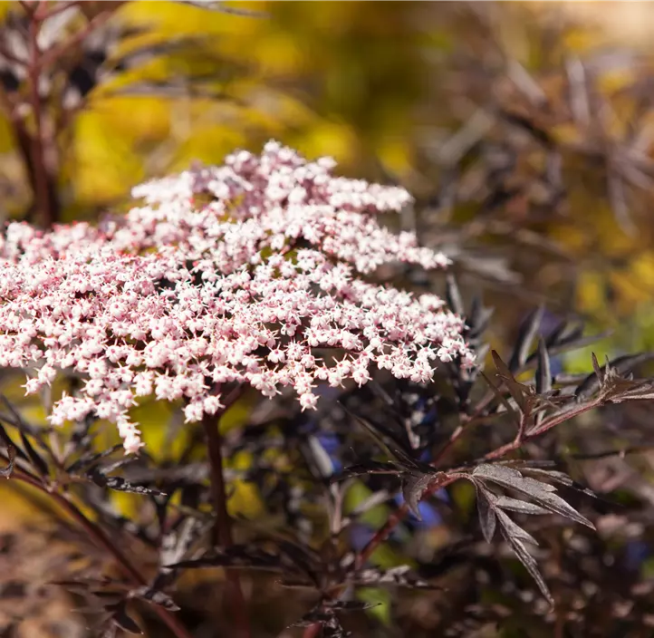 Schwarzer Holunder 'Black Lace'(s), 2 Liter Topf