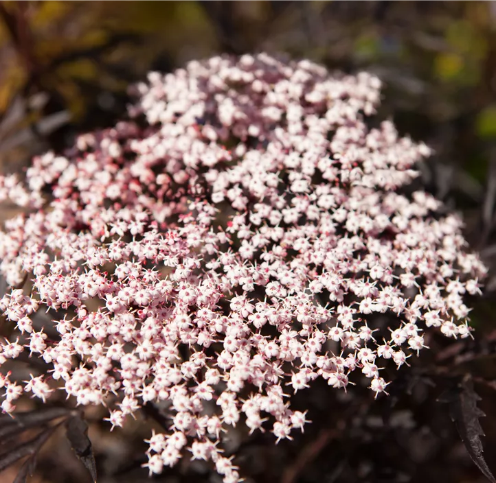 Schwarzer Holunder 'Black Lace'(s), 2 Liter Topf