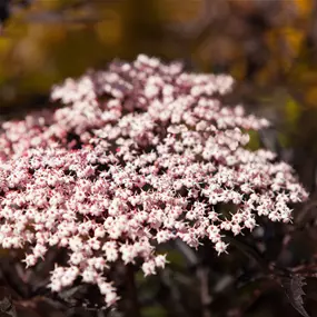 Sambucus nigra Black Lace